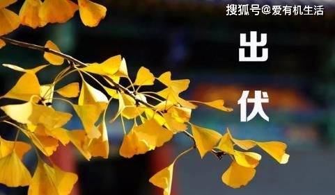 出伏后气候走向，探究热浪是否持续及气候变化真实影响