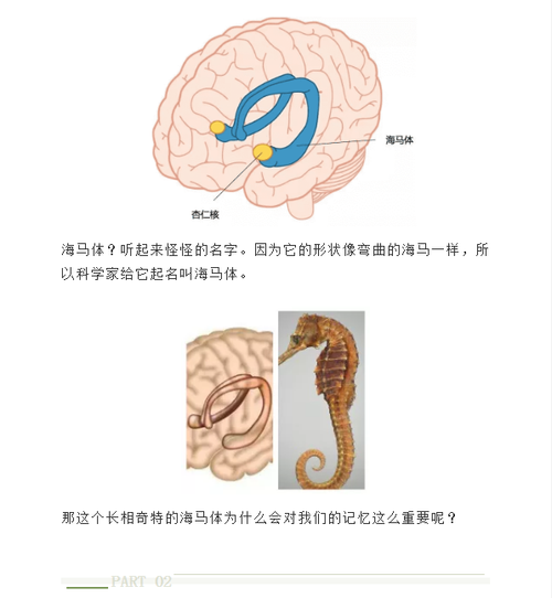 海马体记忆法训练真的有效吗？