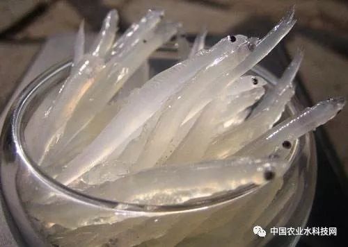 洞庭湖银鱼价格解析，一斤究竟多少钱？