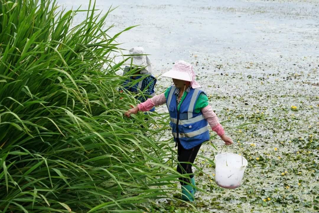 福寿螺卵在水中的生存能力与影响因素探究