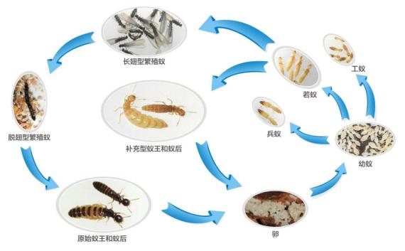 白蚁危害详解，危害图片大全及防治方法指南