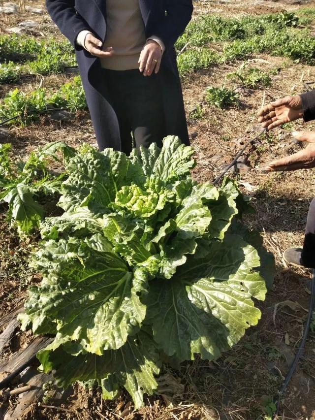 江苏村庄大白菜成熟背后的故事探索与揭秘