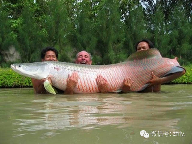 揭秘巨骨舌鱼的饮食习性奥秘，以案例探究其成长之旅