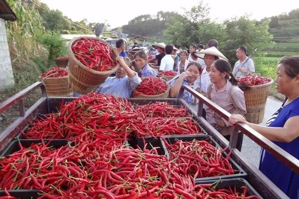 长沙环境扶贫乡村，共筑绿色未来之路