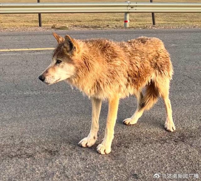 官方通报网红狼遭遇不幸事故，大货车事故致命，事件深度分析