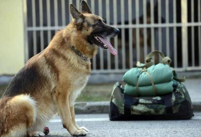 警犬的专注，特警车的盯梢之旅