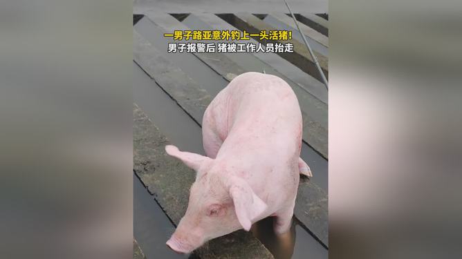 年会大惊喜，我抽中一头300斤的活猪