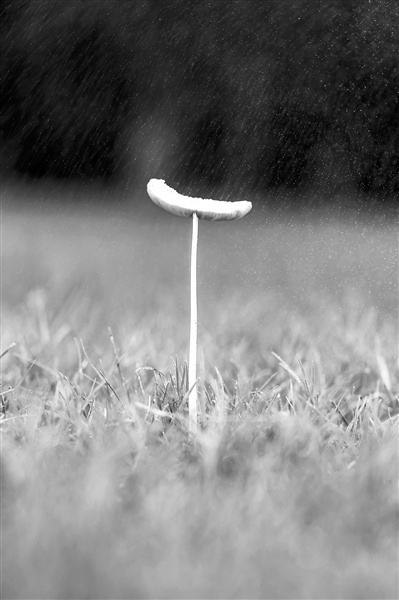 风雨洗礼中成长，人生的磨砺与自我超越之路