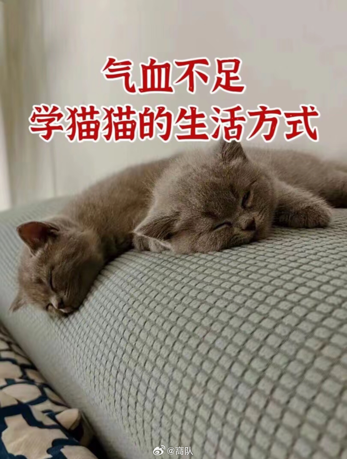 小猫智慧启示录，气血不足者的养生秘诀