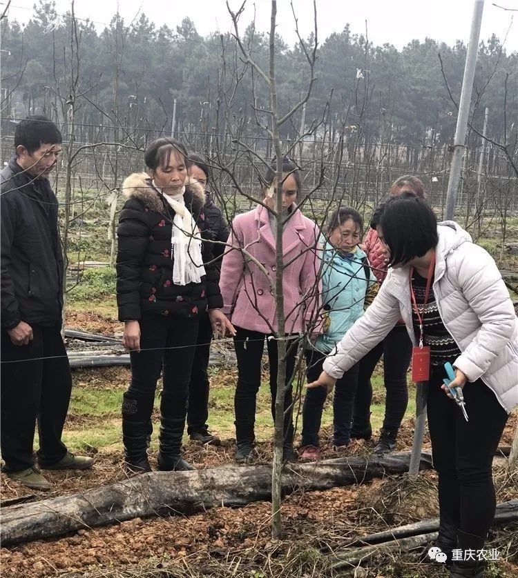 重庆就业乡村建设现状与发展策略探讨