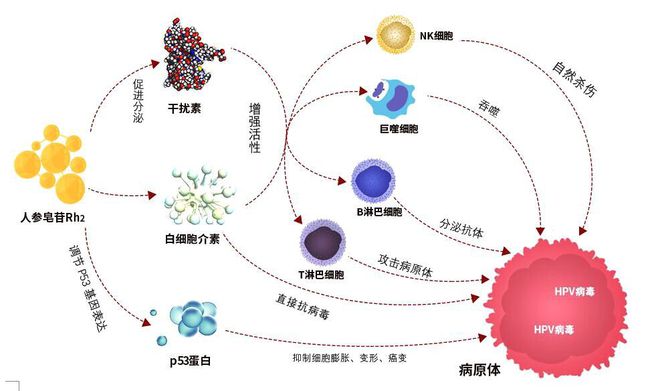 HPV感染，多数人的自然康复过程