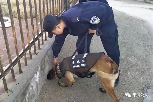 警犬床上尿尿引发关注，连续四周通报提醒