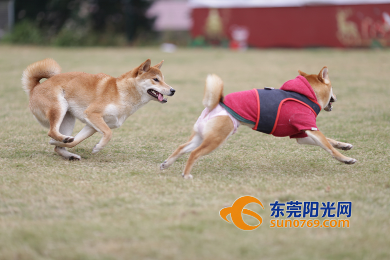 机器狗与柴犬新春互拜，科技与自然和谐共生的温馨瞬间