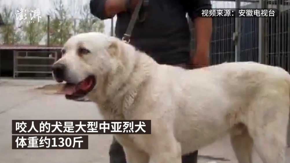 孤寡老人遭犬袭击去世事件引发社区安全与动物管理反思