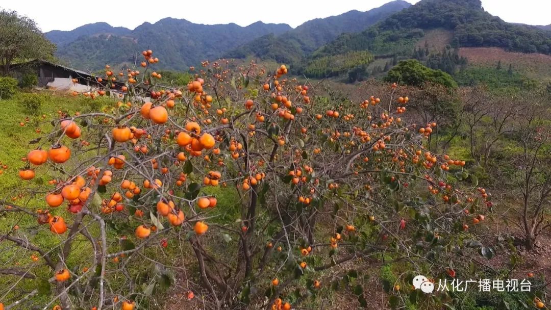 广州数字乡村，迈向现代化新篇章的乡村振兴之路