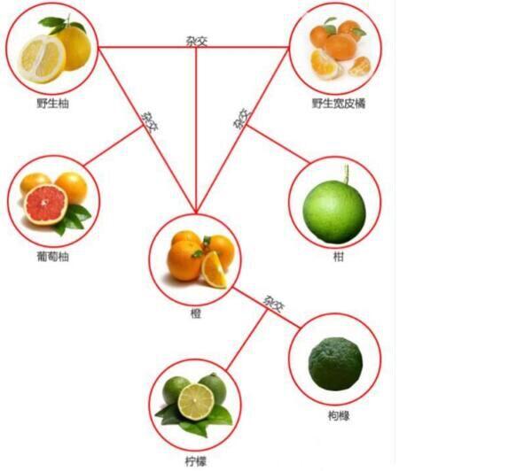 橘子，讨好型水果的魅力与独特之处