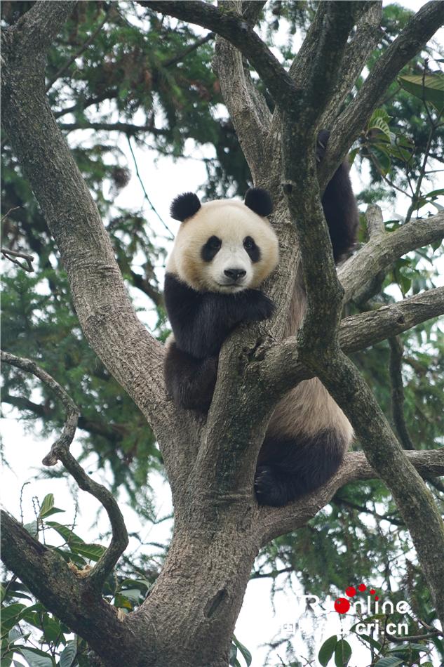 熊猫宝宝与妈妈的亲密时光，吃饭时的温馨贴靠