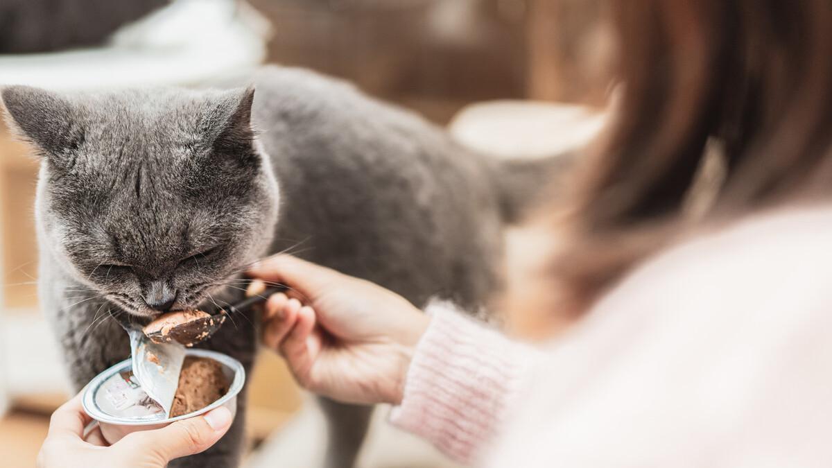 上门喂猫成新型职业，春节收入高达1.5万