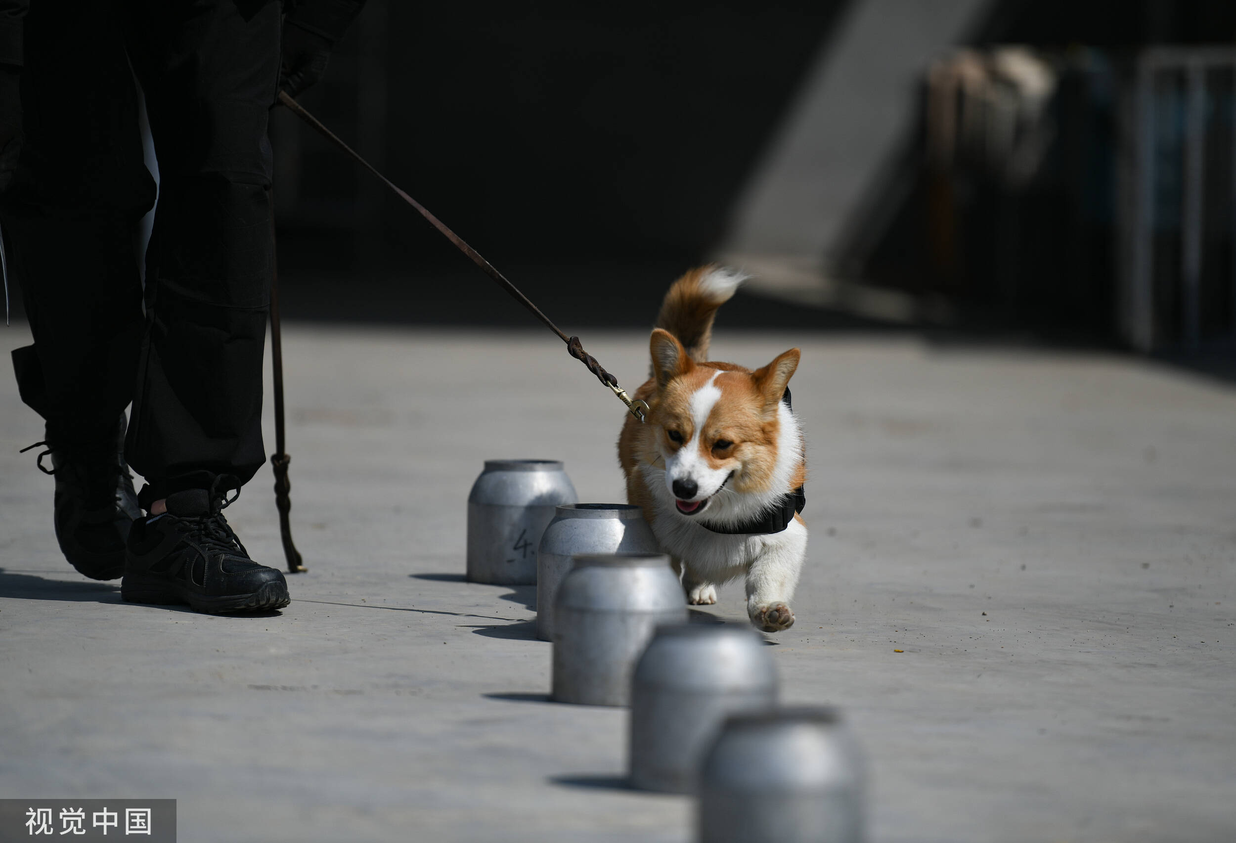 柯基警犬福仔荣获年度逆天改命奖，英勇事迹与荣耀的彰显