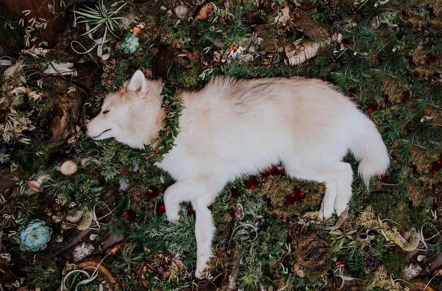 网红犬哈礼鹿的离世，一段永恒的回忆