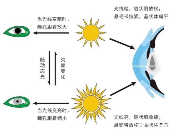 迎太阳闭眼预防近视，北大人民医院医生提议背后的真相与原理探究