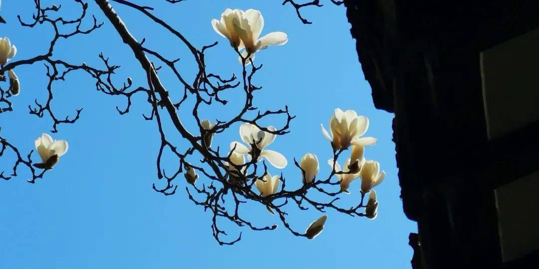 元宵节传承时代呼唤，代表提议设为法定节假日